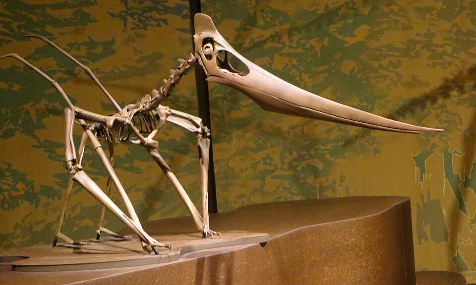 Pteranodon: a mounted skeleton made of replicas of the original fossil bones. The small bony crest at the rear of the skull indicates that this skeleton belonged to a female.