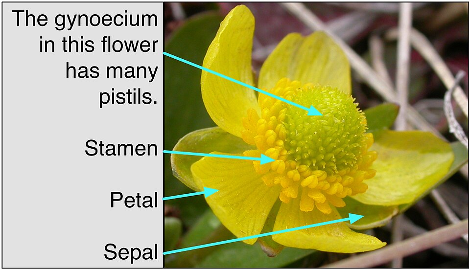 Parts of a Ranunculus (buttercup) flower