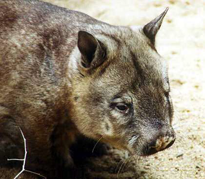 A southern hairy-nosed wombat (Lasiorhinus latifrons).