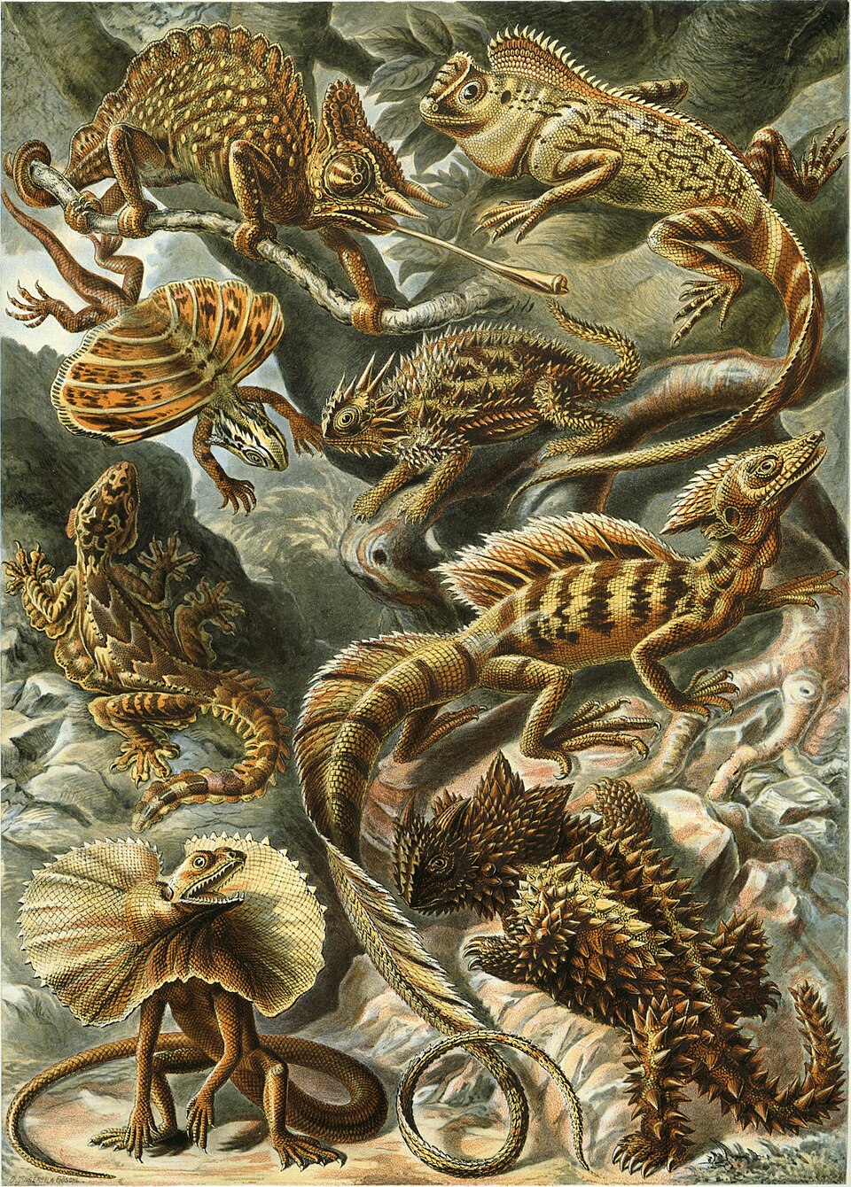 "Lacertilia", from Ernst Haeckel's Kunstformen der Natur, 1904