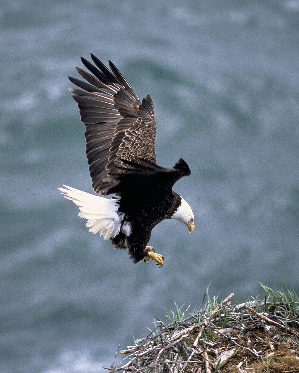 The Bald Eagle, the national bird of the United States since 1782