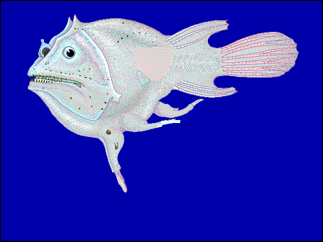 Haplophryne mollis. Female anglerfish with tiny males attached.