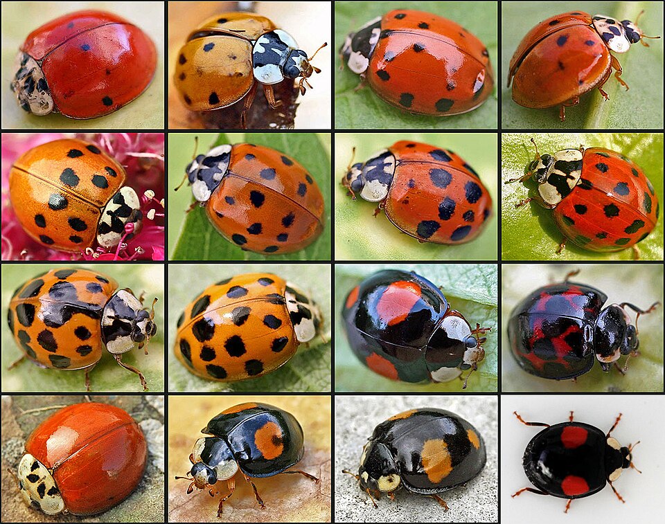 Harmonia axyrdis, the harlequin ladybug, has many colour varieties