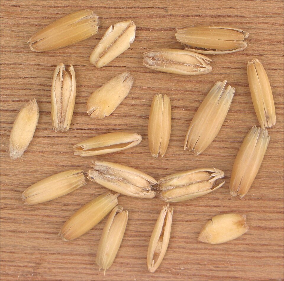 Oat grains in their husks