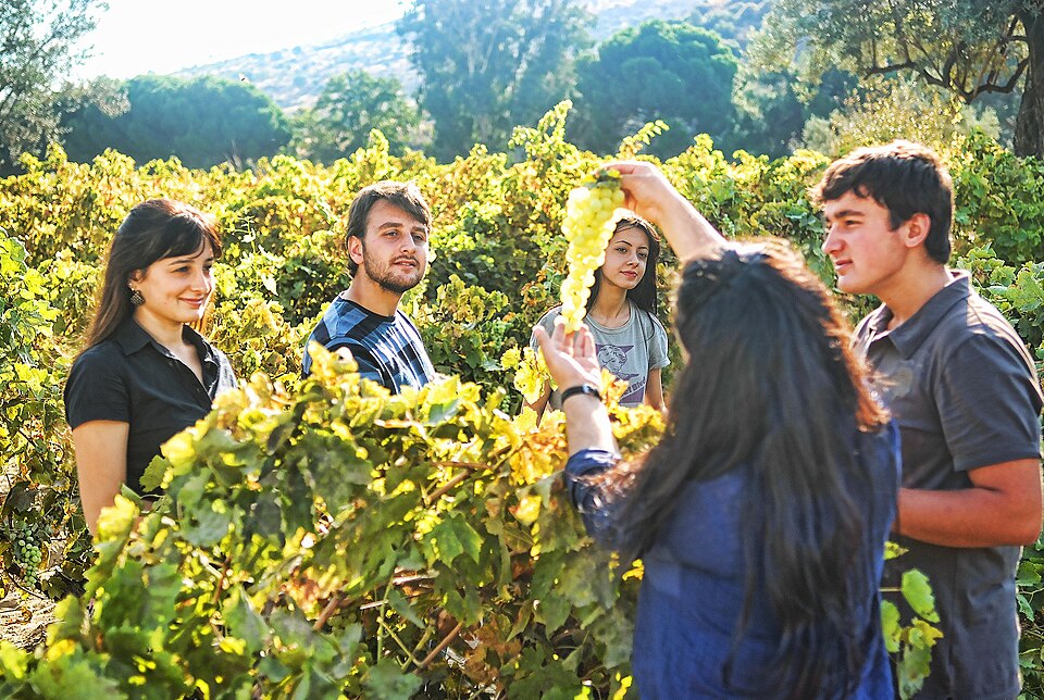 Turkish youth at a vineyard