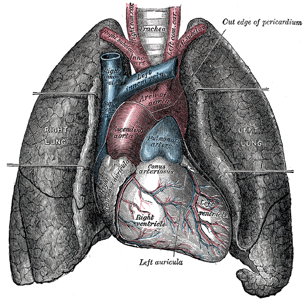 Human lungs and heart