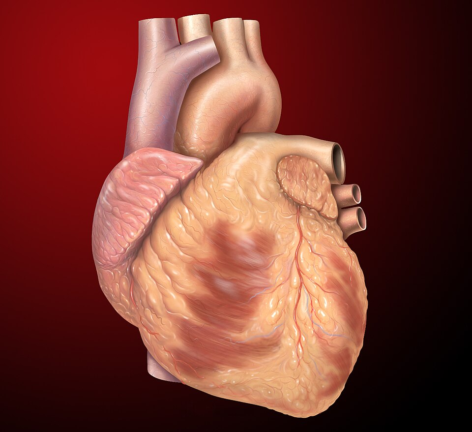 The heart