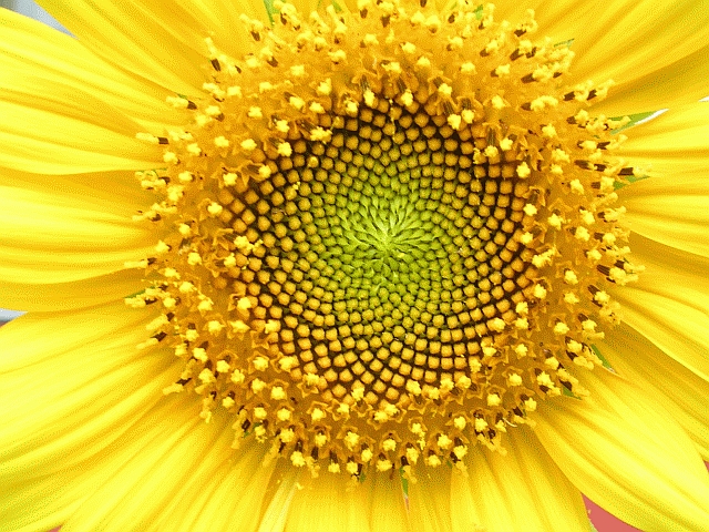 Head displaying florets in spirals of 34 and 55 around the outside