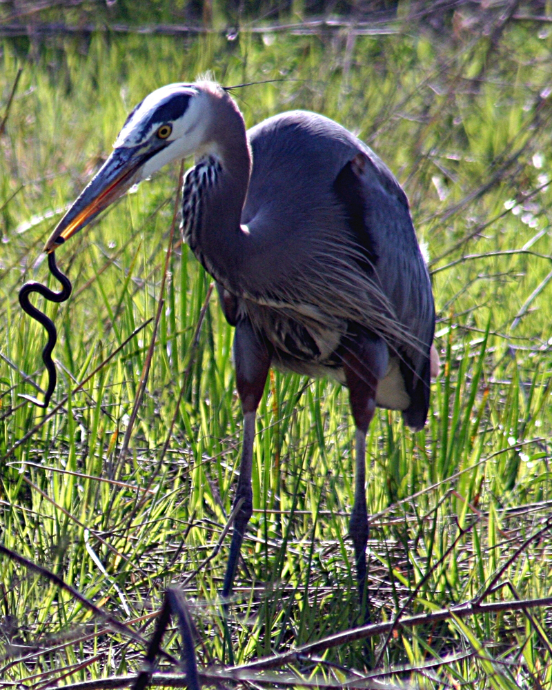 Great blue heron with a snake