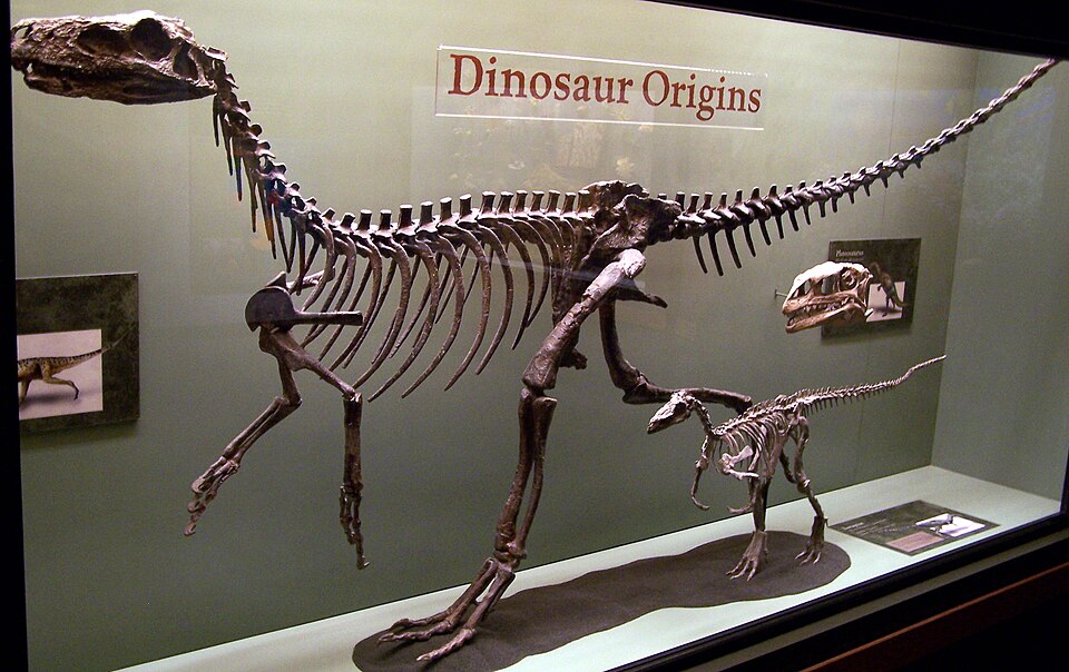 Skeleton of Herrerasaurus and Eoraptor