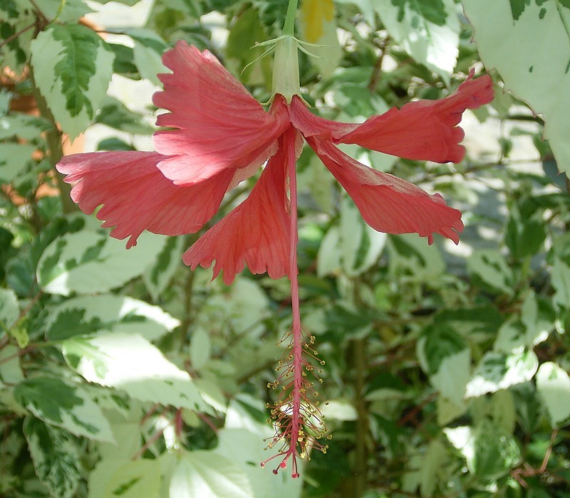 Epicalyx of Hibiscus rosa-sinensis