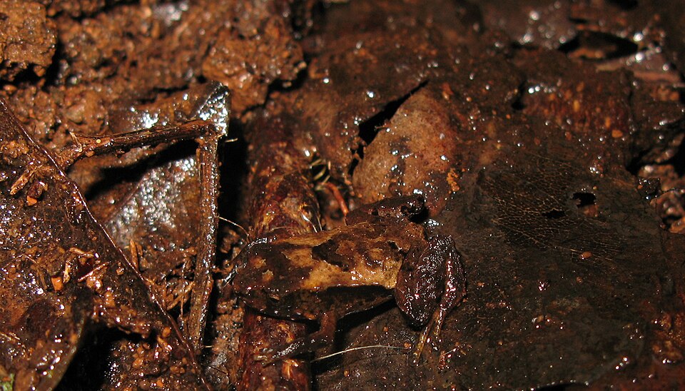Hip-pocket frog, Assa darlingtoni, fantastically well camouflaged
