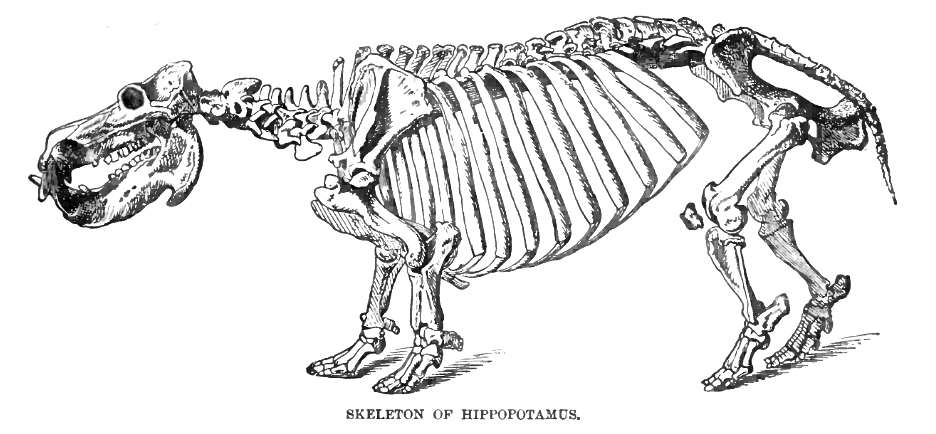 A drawing of a hippopotamus skeleton