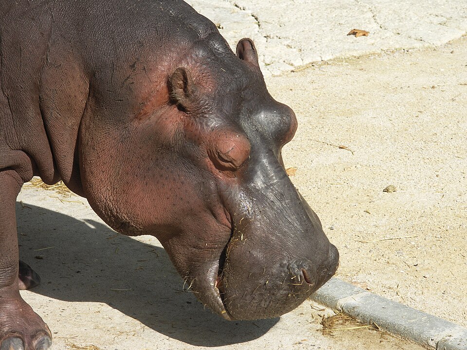 A hippo at the zoo in Lisbon
