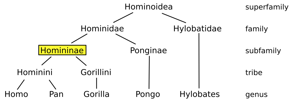 Evolutionary tree of the superfamily Hominoidea