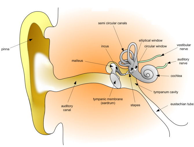 Diagram of the auditory system of the human ear