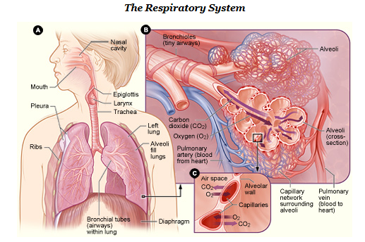 Respiratory System