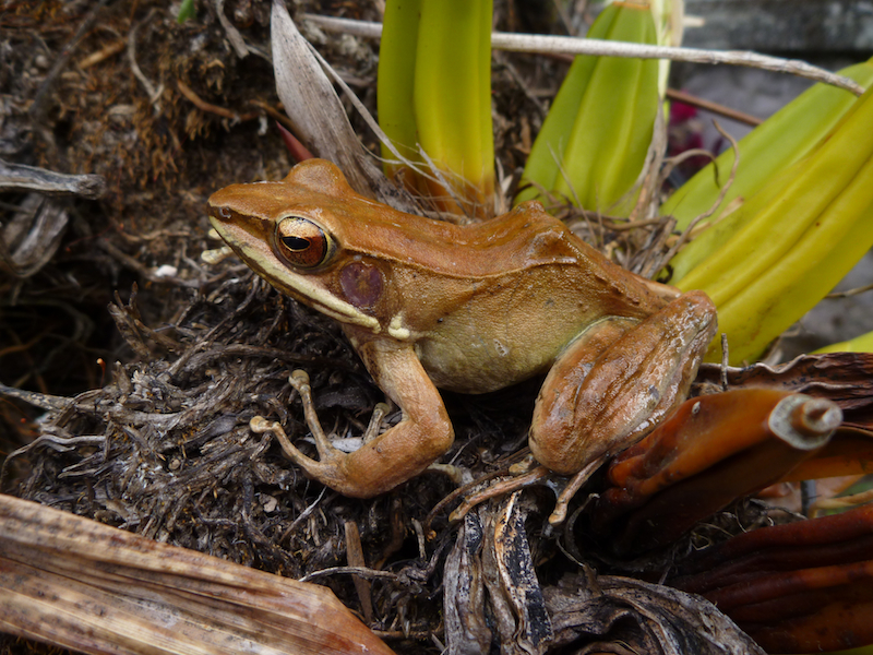 Papurana florensis is provisionally placed in this genus.