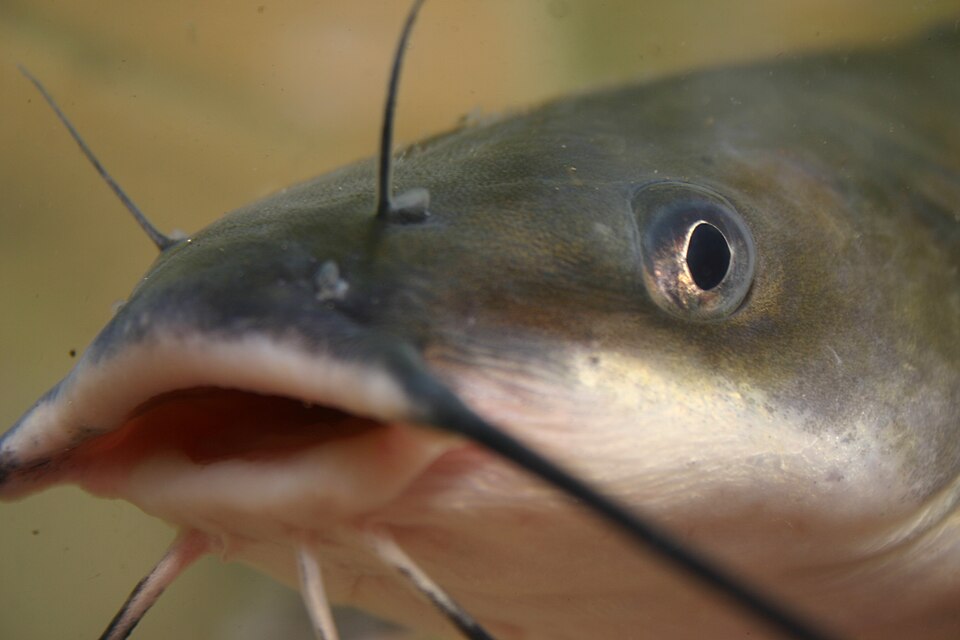 A channel catfish