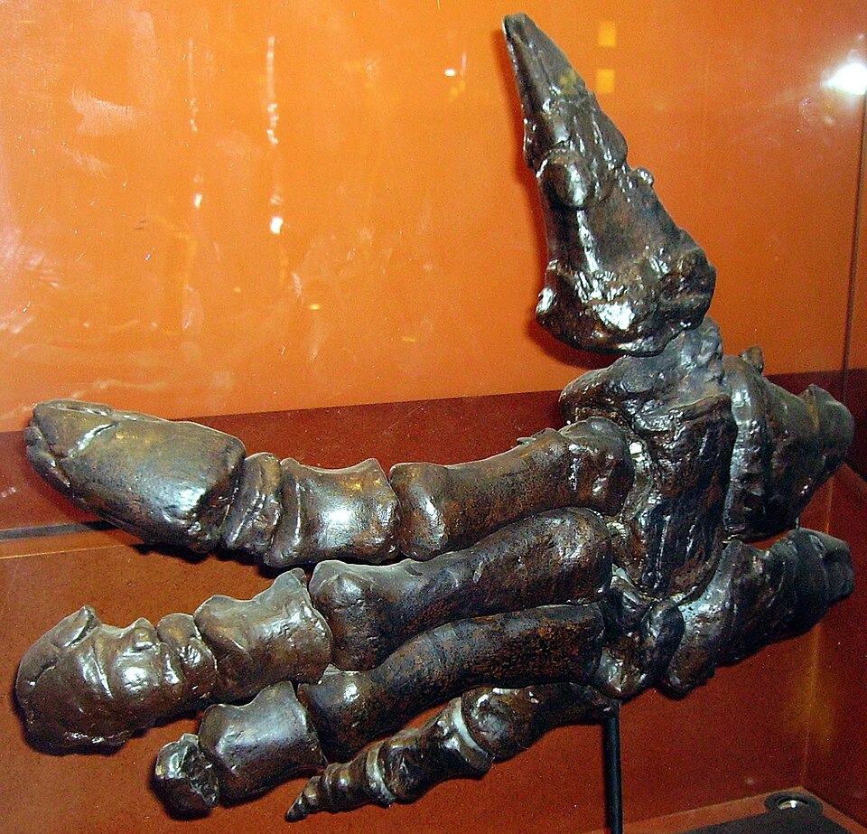 A formidable weapon: the Iguanodon's thumb.