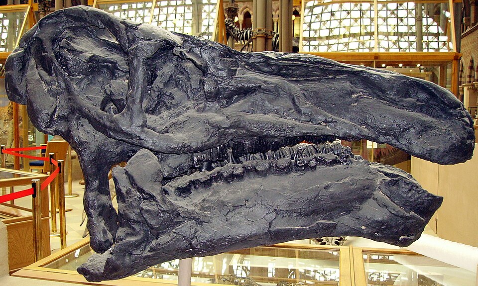 Iguanodon skull from the Oxford University Museum of Natural History