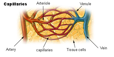 Blood flows from the heart to arteries, which narrow into arterioles, and then narrow further still into capillaries. After the tissue has been perfused, capillaries widen to become venules and then widen more to become veins, which return blood to the heart.