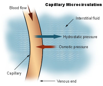 Capillary