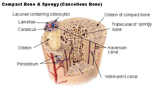 Diagram of a typical long bone: shows compact (cortical) and cancellous (spongy) bone