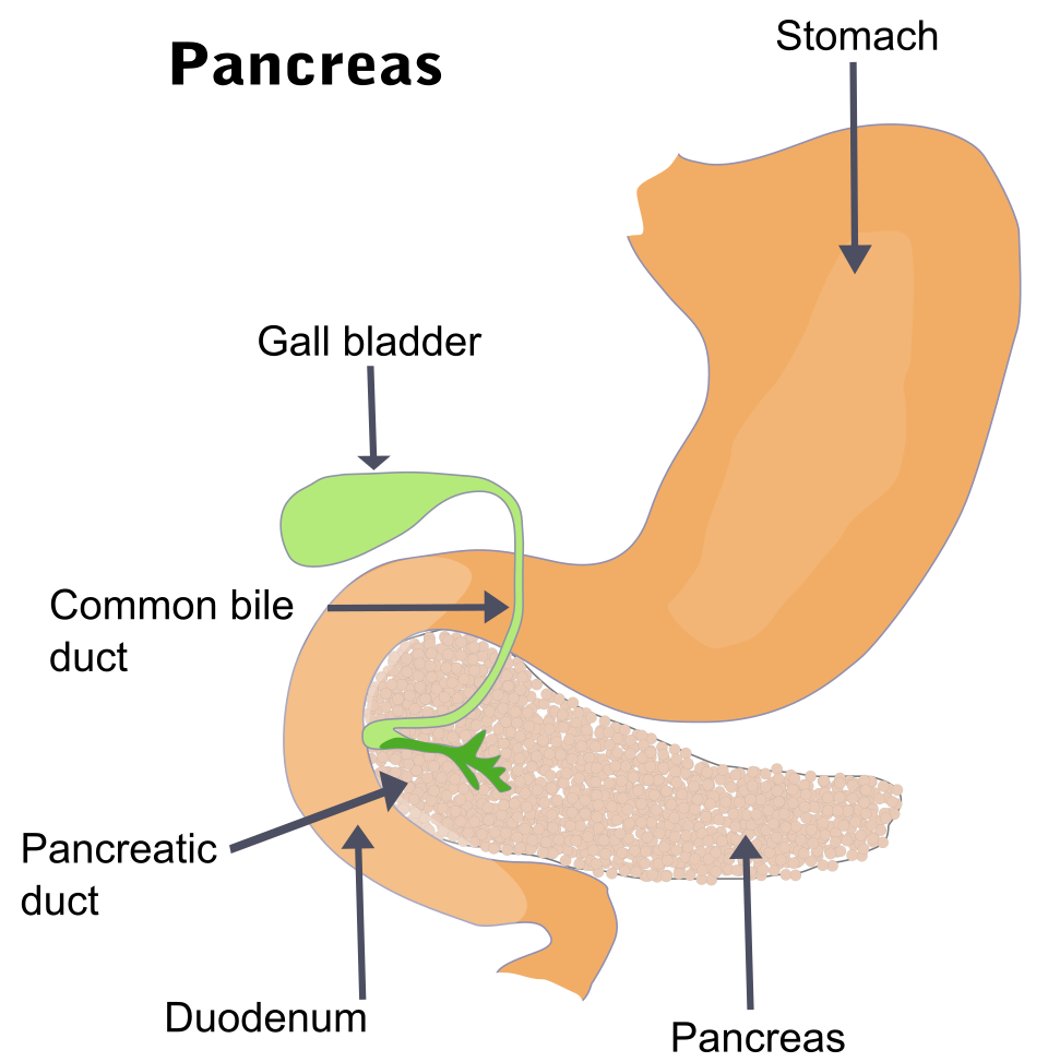 Location of the pancreas