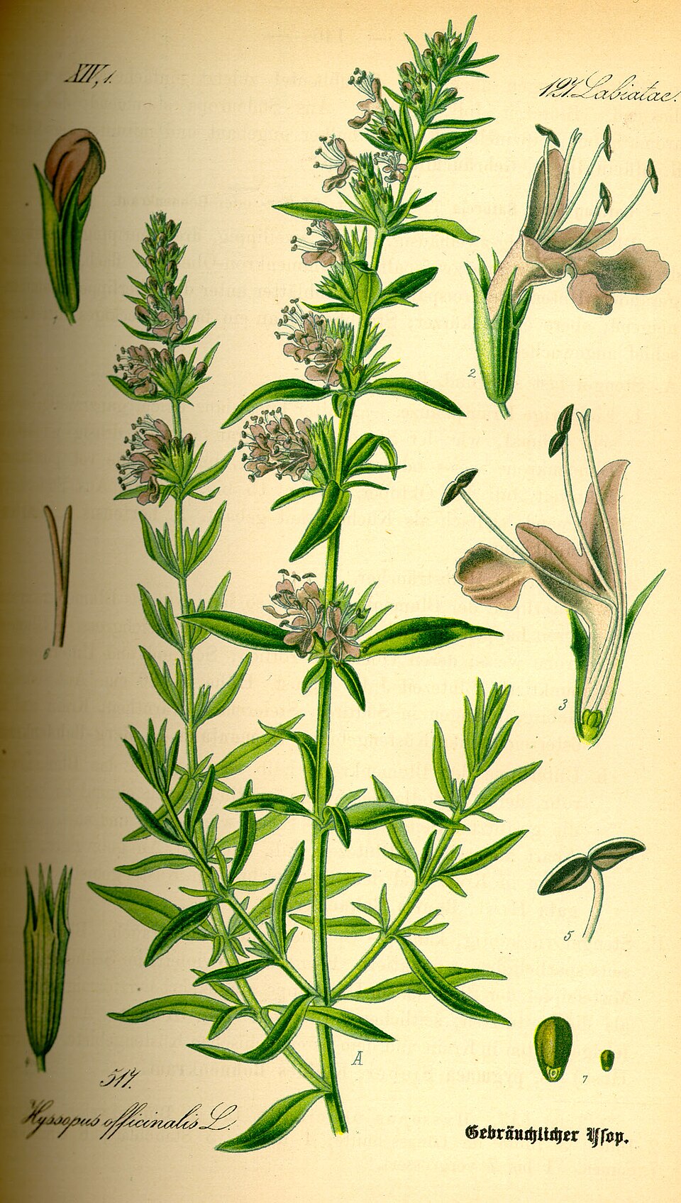 19th century illustration of H. officinalis