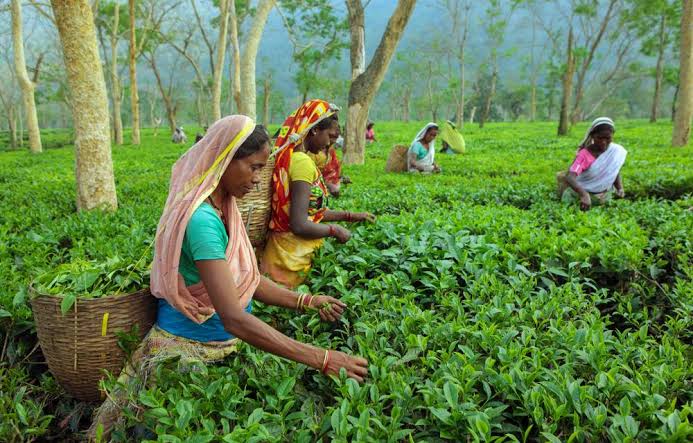 Tea pickers at work in Assam, India