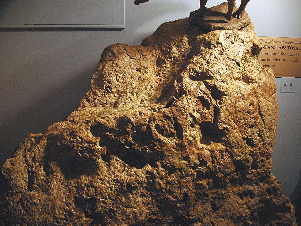 Tracks of a juvenile.