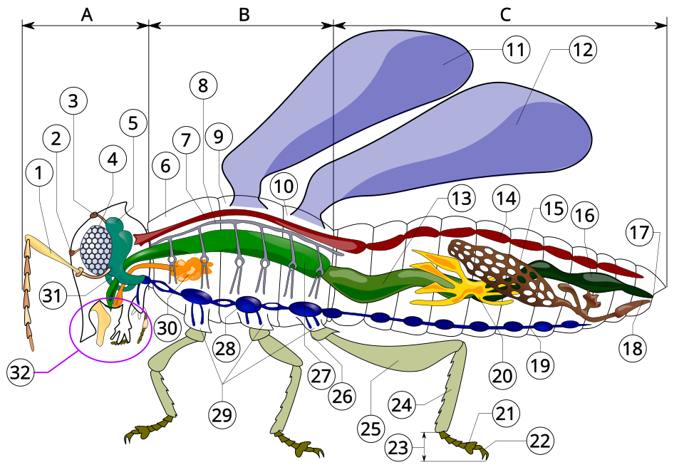 Insect anatomy A- Head B- Thorax C- Abdomen 1. antenna 2. ocelli (lower) 3. ocelli (upper) 4. compound eye 5. brain (cerebral ganglia) 6. prothorax 7. dorsal blood vessel 8. tracheal tubes (trunk with spiracle) 9. mesothorax 10. metathorax 11. forewing 12. hindwing 13. mid-gut (stomach) 14. dorsal tube (Heart) 15. ovary 16. hind-gut (intestine, rectum & anus) 17. anus 18. oviduct 19. nerve chord (abdominal ganglia) 20. Malpighian tubes 21. tarsal pads 22. claws 23. tarsus 24. tibia 25. femur 26. trochanter 27. fore-gut (crop, gizzard) 28. thoracic ganglion 29. coxa 30. salivary gland 31. subesophageal ganglion 32. mouthparts .