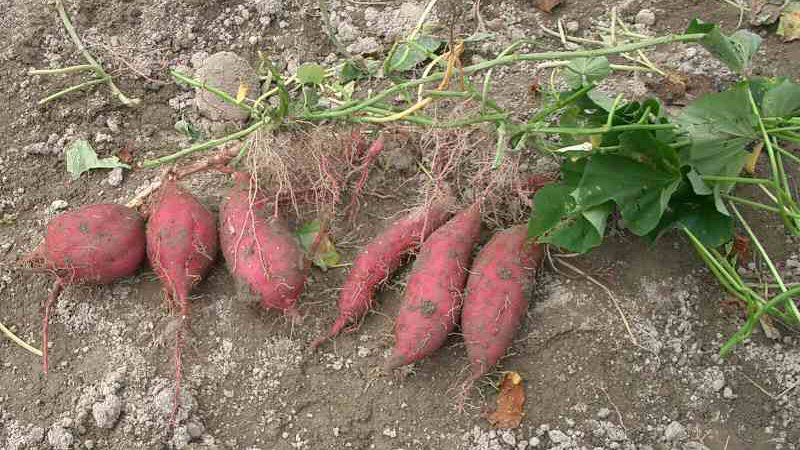 Freshly dug sweet potato plants with tuberous roots.