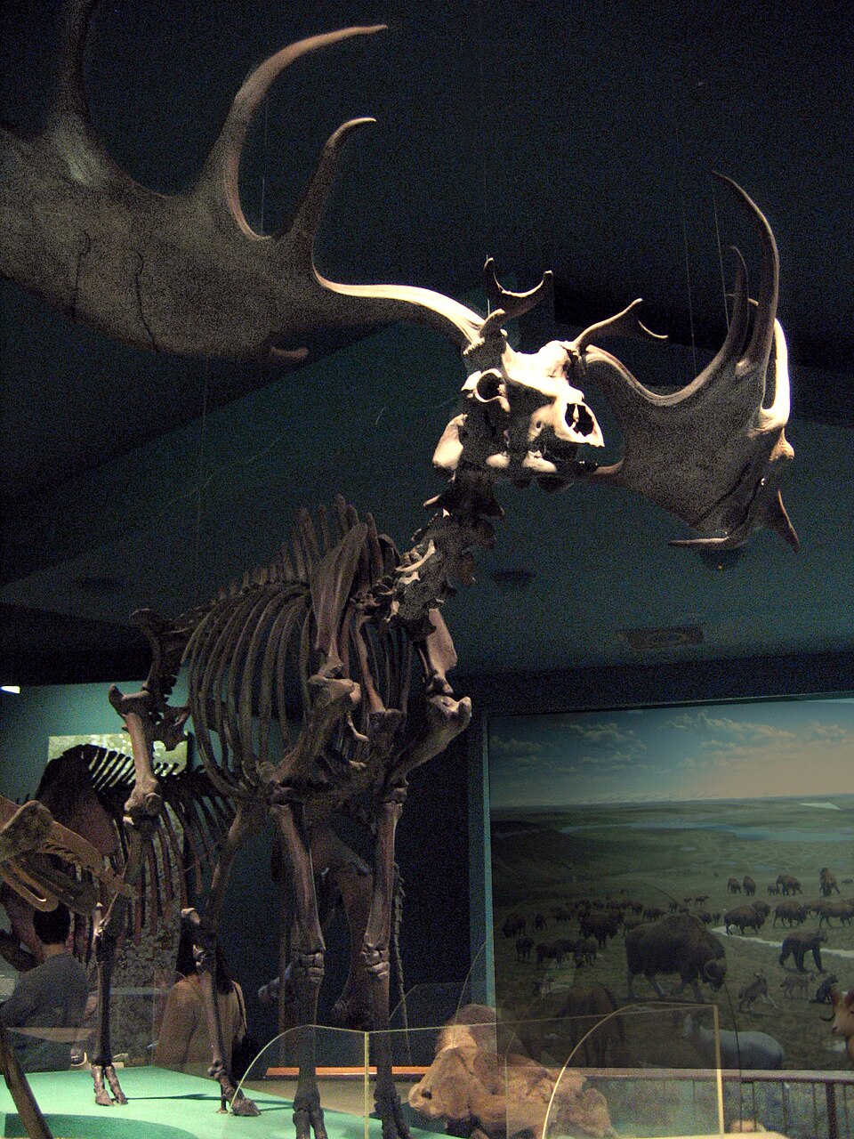 The giant Irish Elk, at the National Museum of Natural History, Washington, D.C.