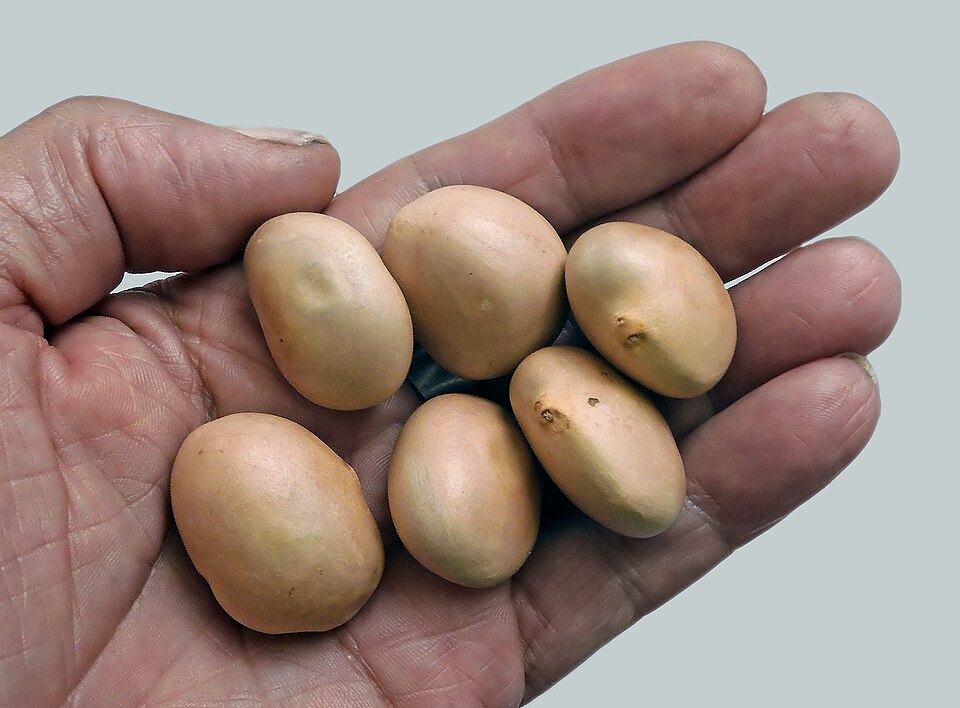 The seeds of the jackfruit are edible after peeling, and are reminiscent of potatoes in taste.
