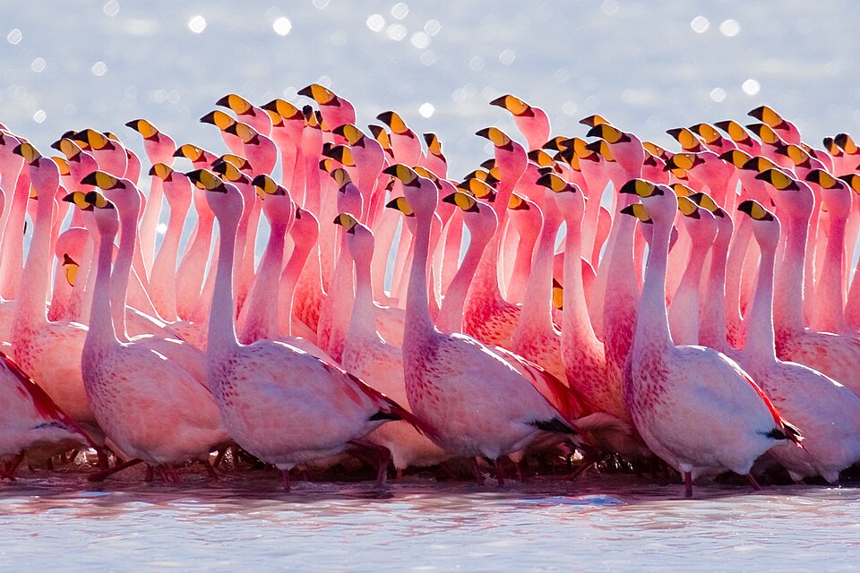 A flamboyance of James's flamingos during their mating ritual. The males vocalize and stick their necks and heads straight up in the air, turning them back and forth; females initiate mating by walking away.
