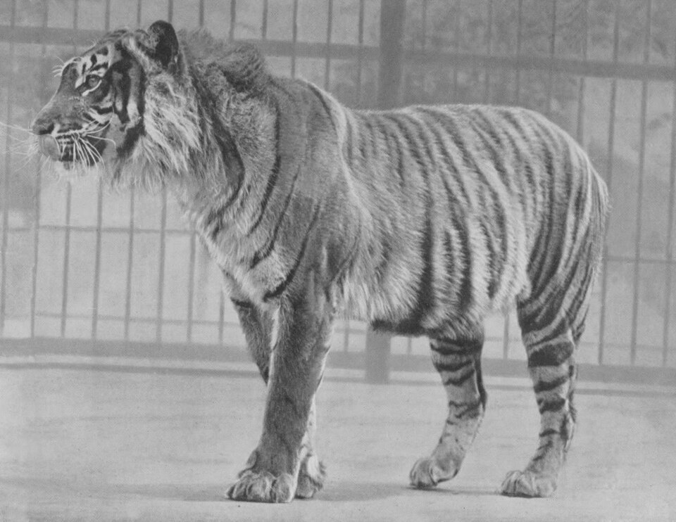 A photo of an extinct Bali tiger