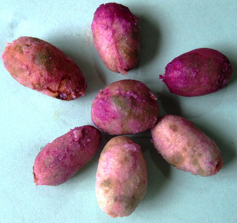 Jambul seeds