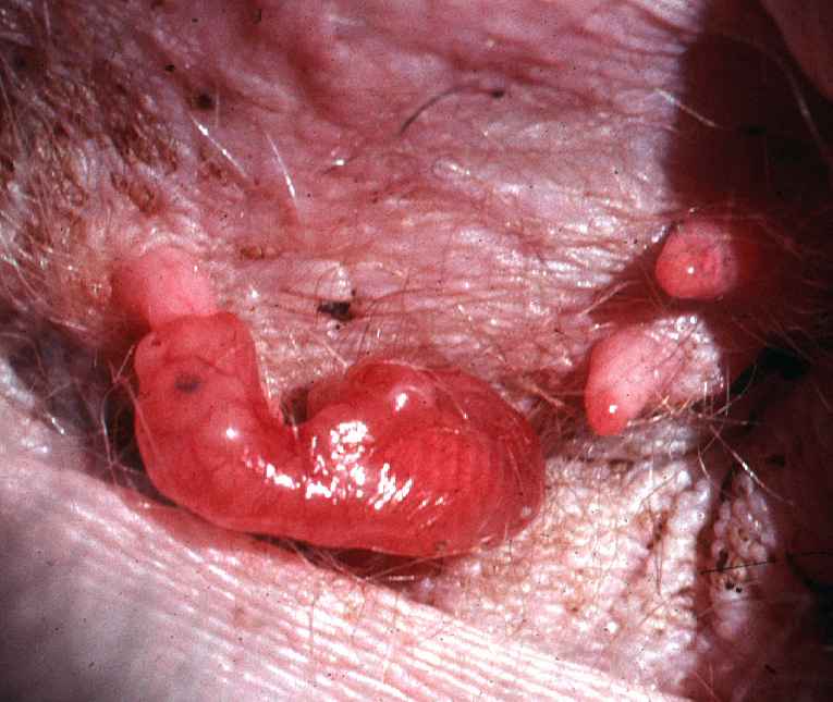 A developing kangaroo in its pouch.