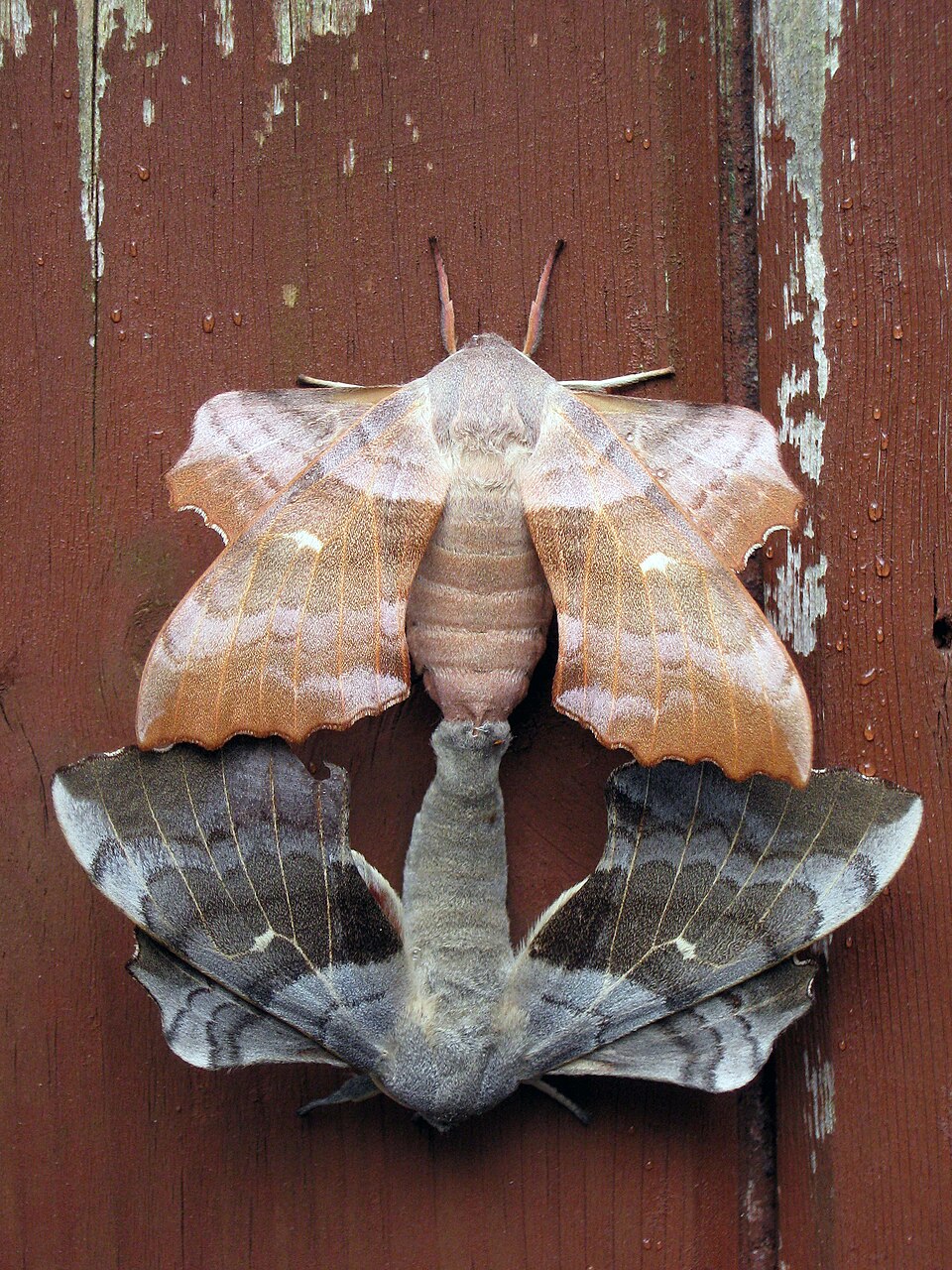 Mating pair of Laothoe populi, or Poplar Hawk-moths. showing two different colour variants