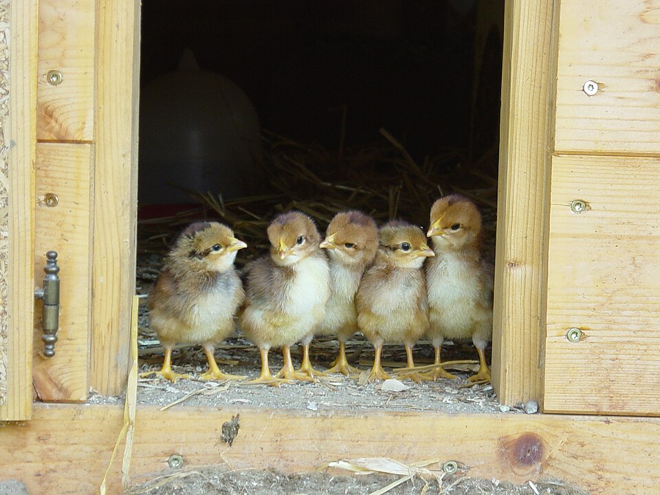 Chick before the first flight