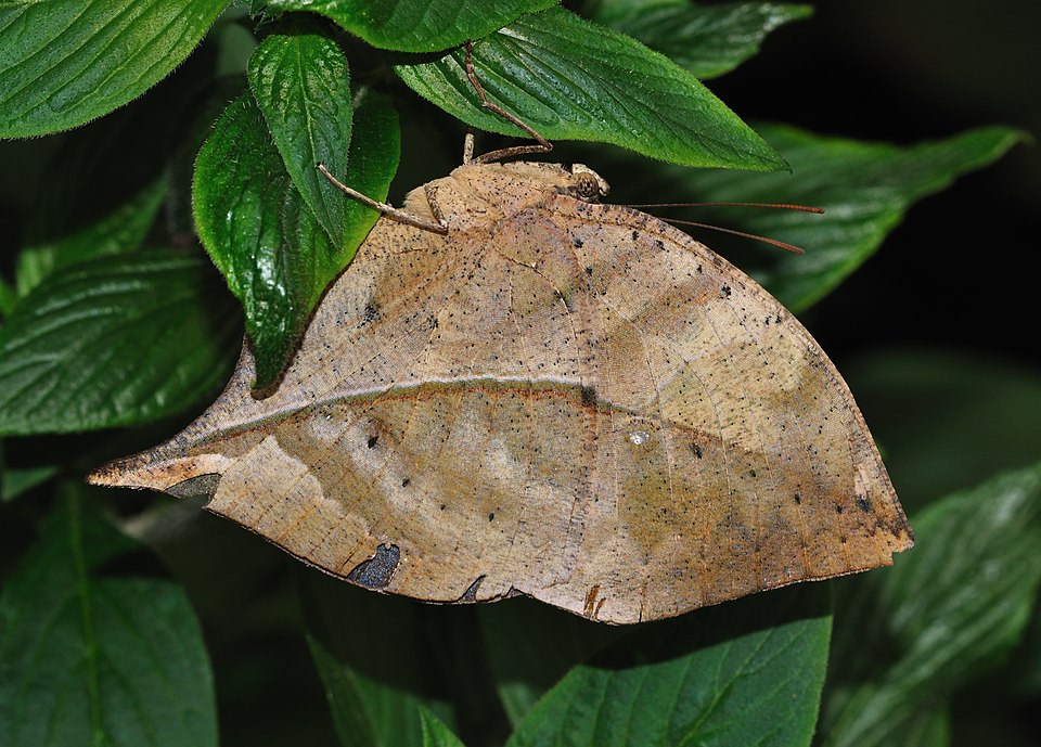 Kallima inachus is a nymphalid butterfly found in tropical Asia. With its wings closed, it looks like a dry leaf with dark veins