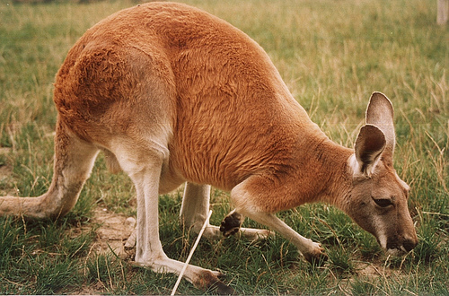 Red kangaroo grazing