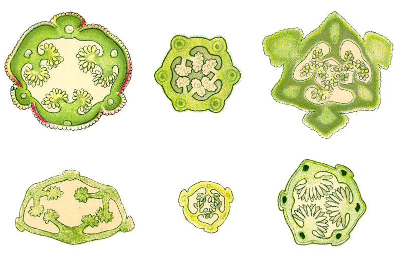 Cross-section of an orchid capsule, the longitudinal slits