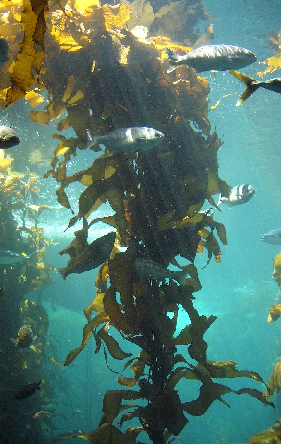 Kelp forest in Monterey, California