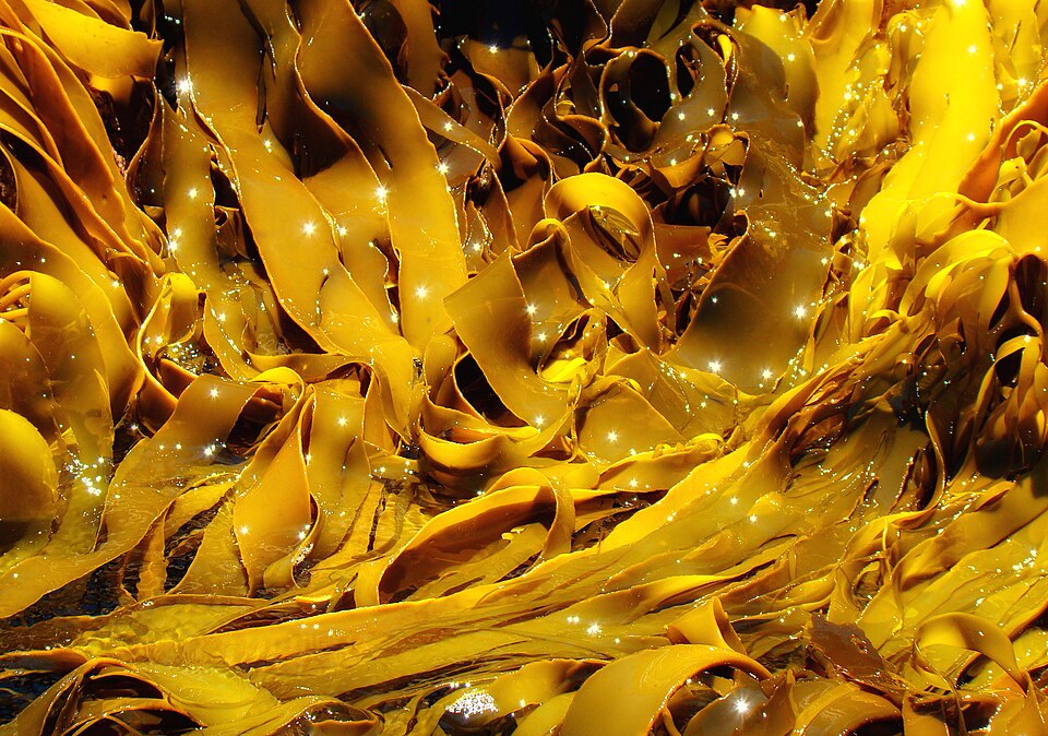 Kelp on a beach