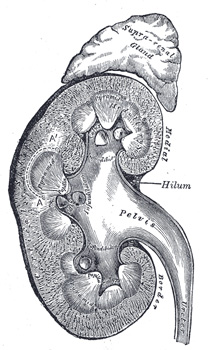Kidney from Gray's Anatomy