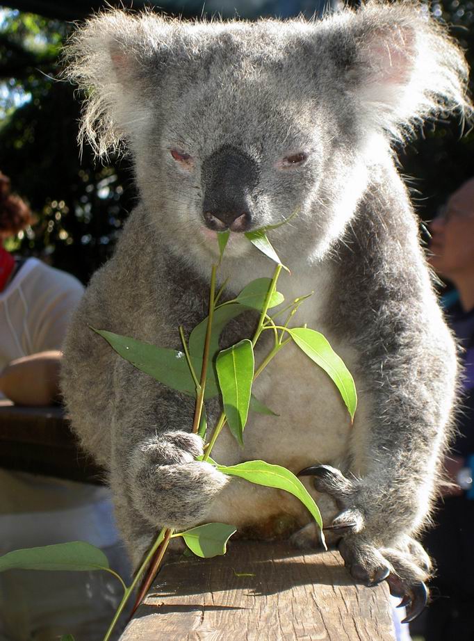 A Koala eating leaves.