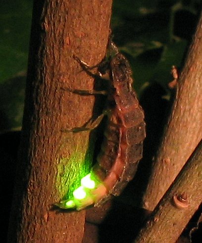 Female of Lampyris noctiluca, the common glowworm.